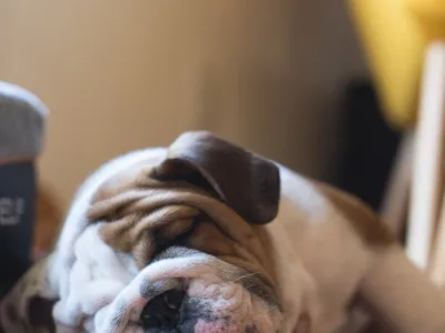 Un chien endormi — comme moi après avoir fini mon roman